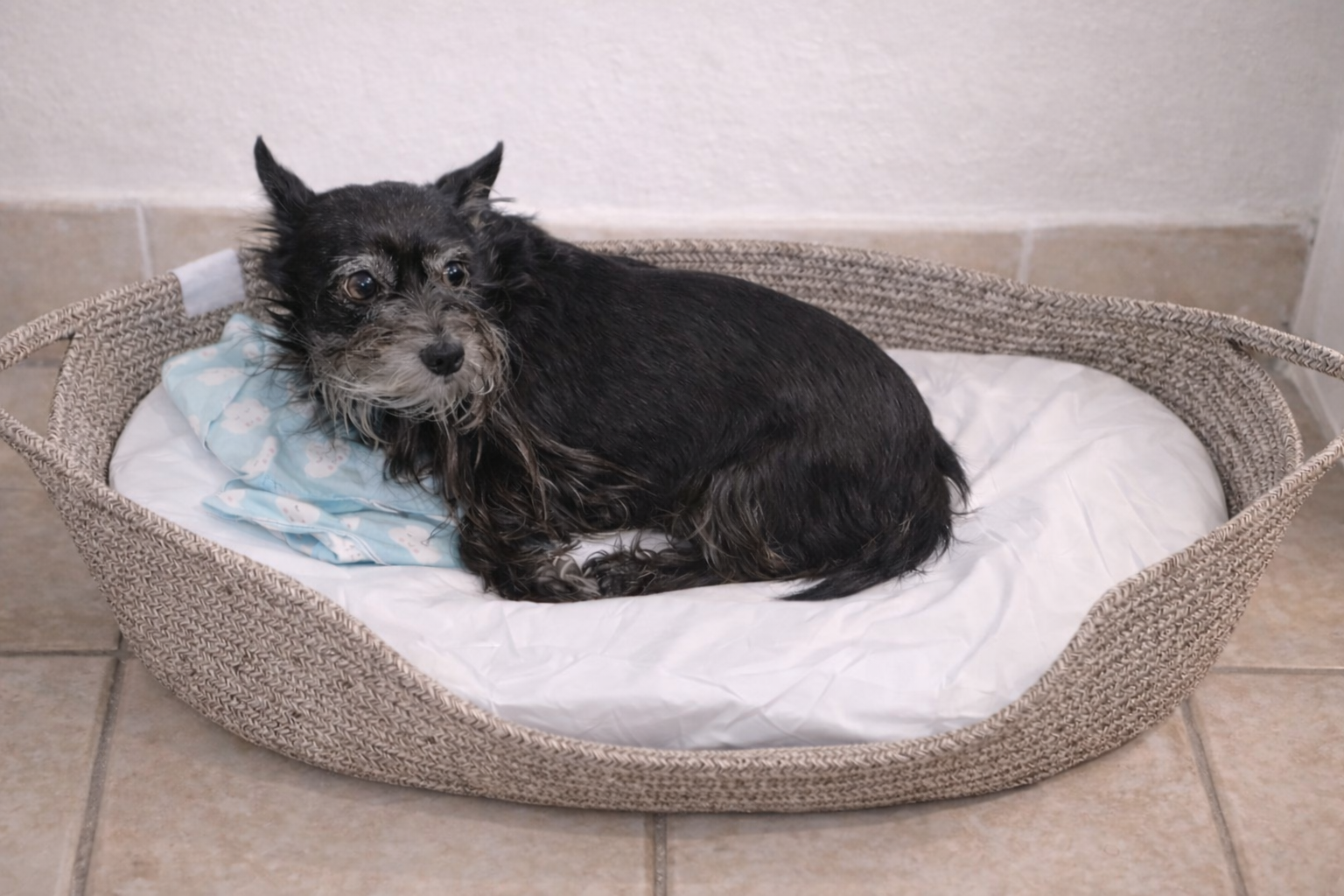 Perro tejido - También para mascotas